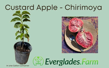 Red Custard Apple, Chirimoya Tree